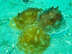 JADRAN - morski organizmi morski polz