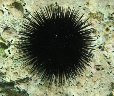 JADRAN - morski organizmi navaden crn jezek
