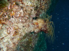JADRAN - morski organizmi nitrox EAN34