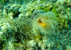 JADRAN - morski organizmi otok PASMAN 2013 - crv