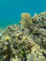 JADRAN - morski organizmi periska - lescur