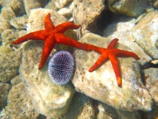 JADRAN - morski organizmi rdeca morska zvezda
