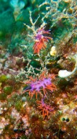JADRAN - morski organizmi roza polzki