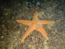 JADRAN - morski organizmi specialty scuba course