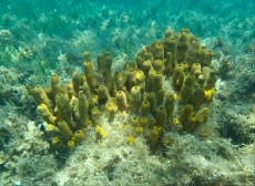 JADRAN - morski organizmi zveplena korala