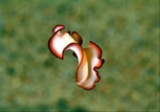 EGIPT - morski organizmi Chromodoris quadricolor
