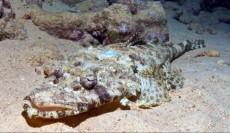 EGIPT - morski organizmi Cociella crocodil