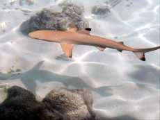 EGIPT - morski organizmi Kopia Shark