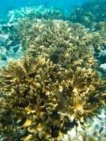 EGIPT - morski organizmi Mehke korale ekip