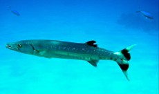 EGIPT - morski organizmi Sphyraena barracuda