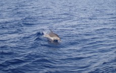 EGIPT - morski organizmi Tursiops aduncus - delfin