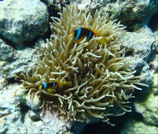 EGIPT - morski organizmi anemona in amphiprion clarkii