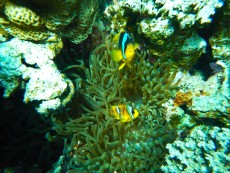 EGIPT - morski organizmi anemona rdece morje