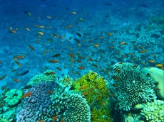 EGIPT - morski organizmi coral reef Egipt