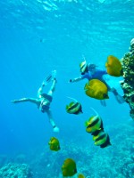 EGIPT - morski organizmi diving Sharm El Sheikh