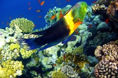 EGIPT - morski organizmi koralni greben Sharm El Sheikh