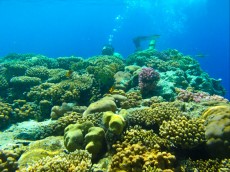 EGIPT - morski organizmi koralni greben iberotel club fanara