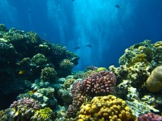 EGIPT - morski organizmi koralni greben rdece morje