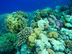 EGIPT - morski organizmi koralni greben rdece morje87
