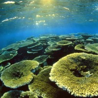EGIPT - morski organizmi trde korale
