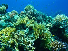 EGIPT - morski organizmi trde korale egipt