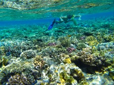 trde korale