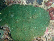 TAJSKA - morski organizmi Koh phangan