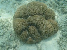 TAJSKA - morski organizmi SPS Thailand