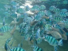 TAJSKA - morski organizmi Welcome in Thailand