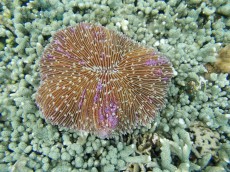 TAJSKA - morski organizmi fungia Thailand