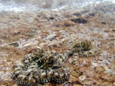 TAJSKA - morski organizmi hobotnica