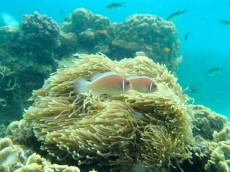TAJSKA - morski organizmi ogromna anemona