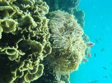 TAJSKA - morski organizmi podmorski svet