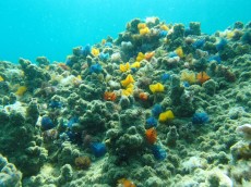 TAJSKA - morski organizmi podvodni gozd