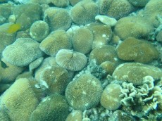 TAJSKA - morski organizmi podvodni vrt