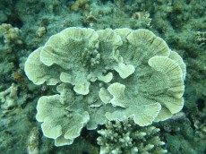 TAJSKA - morski organizmi trde korale