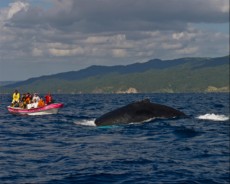 DOMINIKANSKA REPUBLIKA 18 ballena y bote