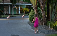 DOMINIKANSKA REPUBLIKA flamingo