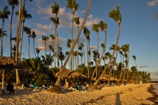 DOMINIKANSKA REPUBLIKA veliko palm