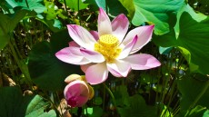MAURICIUS - 2016 Pamplemousses Lotus 