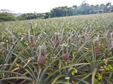 MAURICIUS - 2016 nasadi ananasov