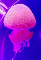 MALEZIJA IN TAJSKA BLOG - 2019 Langkawi meduza