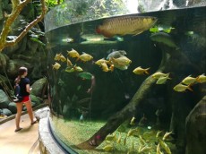 MALEZIJA IN TAJSKA BLOG - 2019 Langkawi velik akvarij