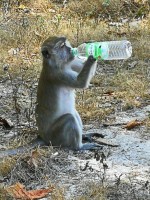 MALEZIJA IN TAJSKA BLOG - 2019 trip kraja opic