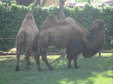 ITALIJA LIGNANO kamela