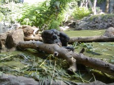 KANARSKI OTOKI BLOG - 2004 gorila Loro park
