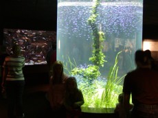 KANARSKI OTOKI BLOG - 2004 ovalni akvarij