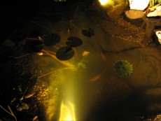 Osvetlitev ribnika osvetlitev ribnika