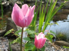 Obvodne rastline tulipan