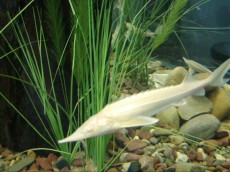 Ribniske ribe jeseter Acipenser ruthenus - albino
